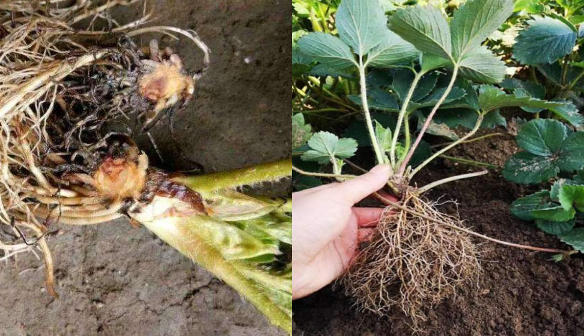 辽宁草莓种植户李先生，使用微生物菌剂产品“根深蒂固”防治跟根腐病的成效