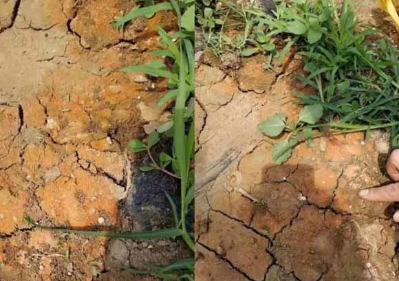 土壤板结危害大，但仍要施“肥”，这个肥是生物菌肥