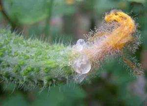 作物灰霉病常在花期爆发，微生物菌剂厂家教你如何防治