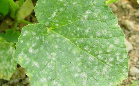 微生物菌剂产品”白大夫“的效果反馈与实时跟踪