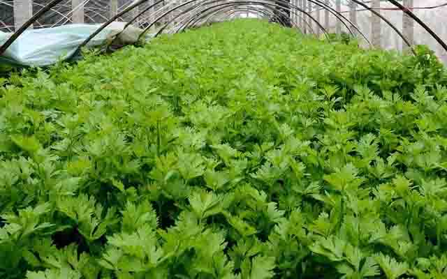 微生物菌剂菌肥类生物肥料是怎么改良土壤问题的