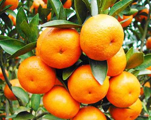 广西柑橘种植基地使用有机碳酶肥改良盐碱地，效果对比有图为证！！！