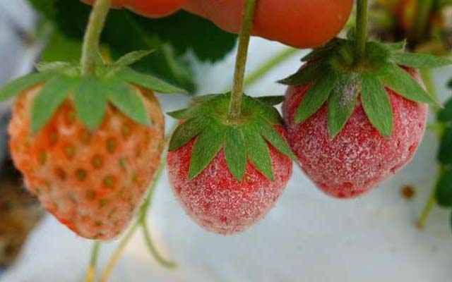 草莓白粉病百科介绍
