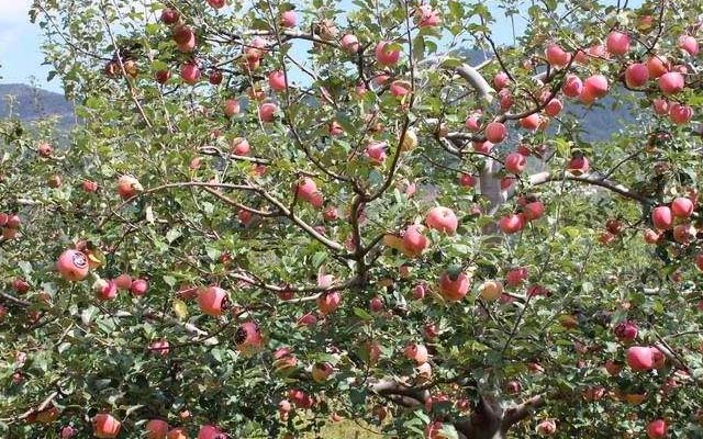 微生物菌肥厂家-意赛格介绍：苹果套袋前的施肥管理