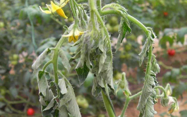 意赛格微生物菌剂|西红柿根腐死苗烂根的”救星”