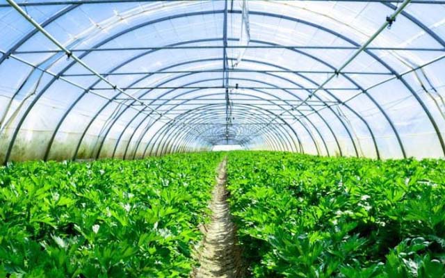 大棚蔬菜用微生物菌肥怎么样