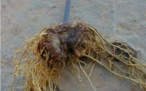 云南谢先生购买根腐病专用微生物菌剂