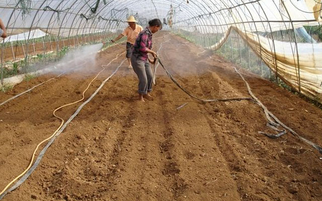 大棚蔬菜定植前，快用微生物菌肥改良土壤吧