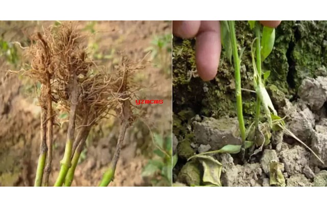 意赛格生物肥料教你如何辨别辣椒病害