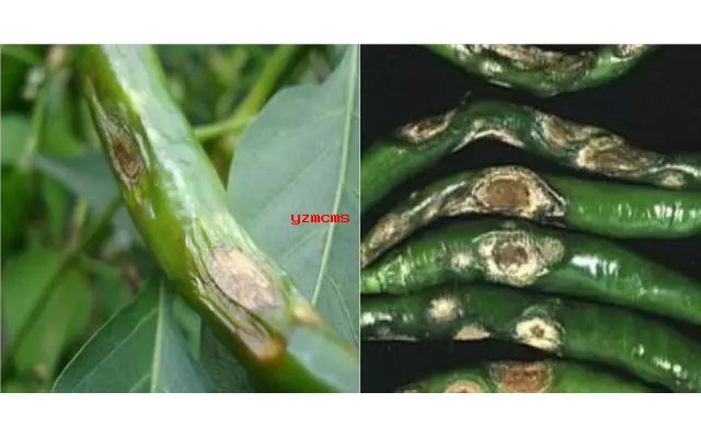 意赛格生物肥料教你如何辨别辣椒病害