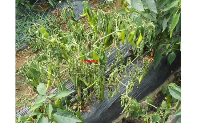 意赛格生物肥料教你如何辨别辣椒病害