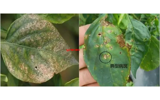 意赛格生物肥料教你如何辨别辣椒病害
