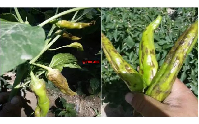 意赛格生物肥料教你如何辨别辣椒病害