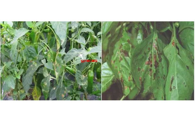 意赛格生物肥料教你如何辨别辣椒病害