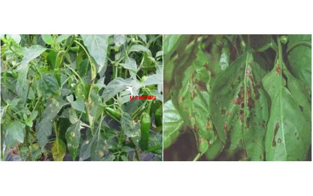 意赛格生物肥料教你如何辨别辣椒病害