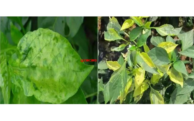 意赛格生物肥料教你如何辨别辣椒病害
