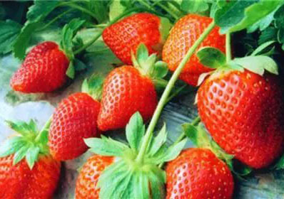 草莓高产图