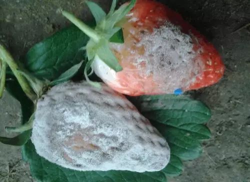 草莓灰霉病图片