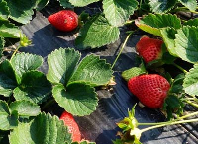 草莓定植期管理要点微生物菌肥厂家为您分享
