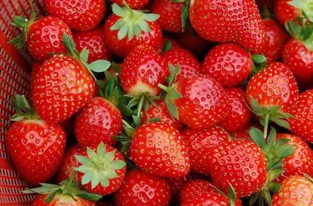 草莓爱死秧是什么原因，如何防治?微生物菌肥厂家与您分享