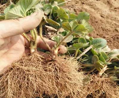草莓爱死秧是什么原因，如何防治?微生物菌肥厂家与您分享