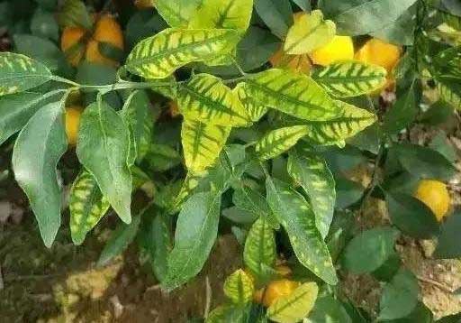 缺钛元素