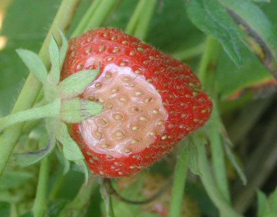 草莓缺钙引发病害
