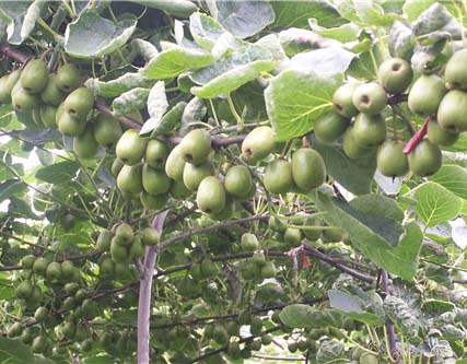 意赛格生物肥料施肥