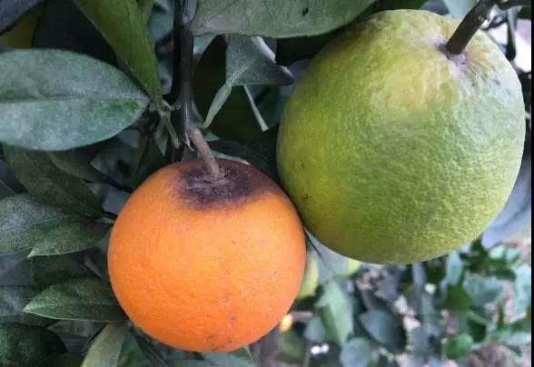 柑橘病害炭疽病
