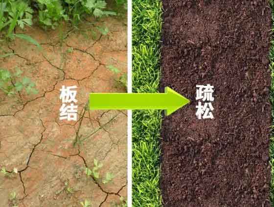 微生物菌肥改良土壤