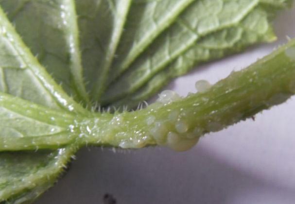 黄瓜流胶病?那是细菌性病害,莫怕!-溃腐康生物菌剂助防治