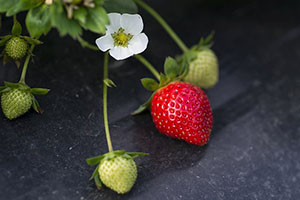 草莓膨果着色叶面肥·磷酸二氢钾