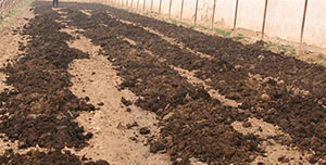 农家粪肥使用不当的危害如下