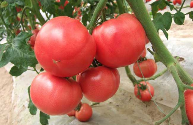番茄膨果期高产用肥理念