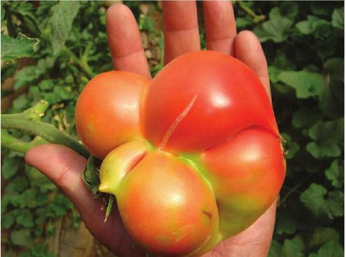 番茄膨果期高产用肥理念